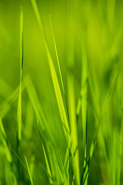istock Brilliant fresh green grass in the forest 544793888