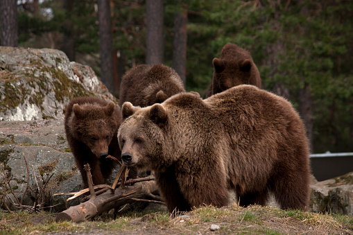female bear with cubs