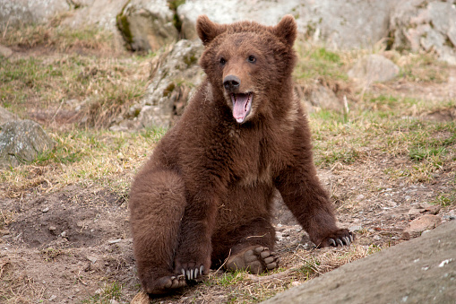 Brownbear cub showing it's tpngue