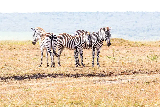 Zebras - watching against the Carnivores at Masai Mara Savannah