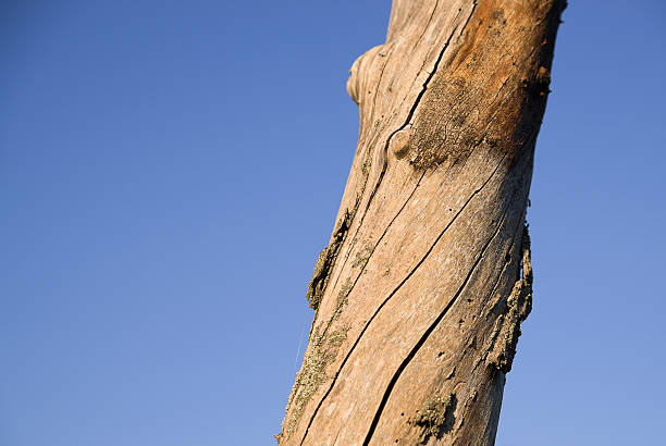 istock The trunk of dead tree against the sky 544795540