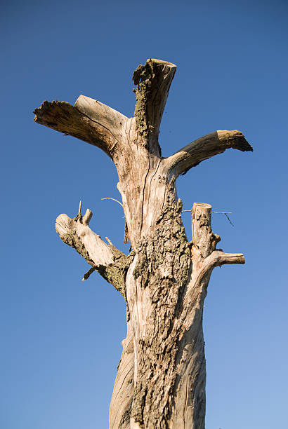 istock The trunk of dead tree against the sky 544796072