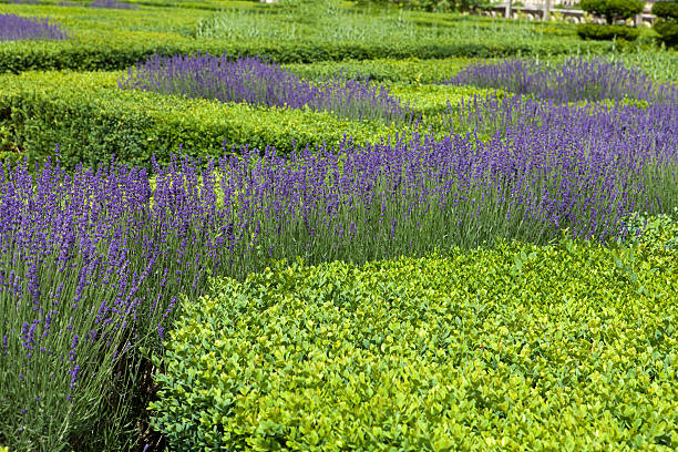 istock Garden with the flourishing lavender 544796124