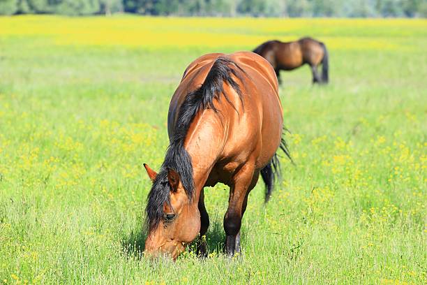 istock Beautiful horse in pasture on meadow 544797496