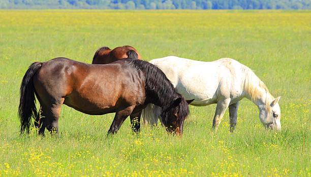 istock Horses in pasture on green meadow 544799172