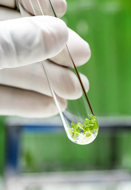 istock Tissue cultured plant in test tube 544799362