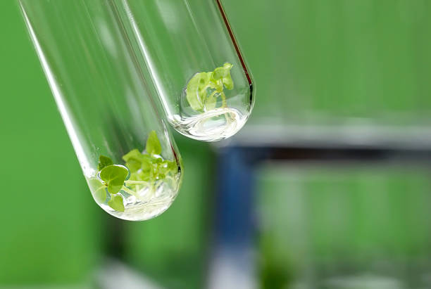 istock Tissue cultured plant in test tube 544799576