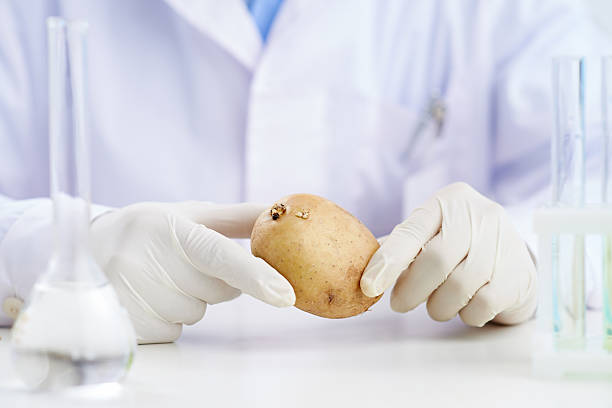 istock Germination research of potato 544801178