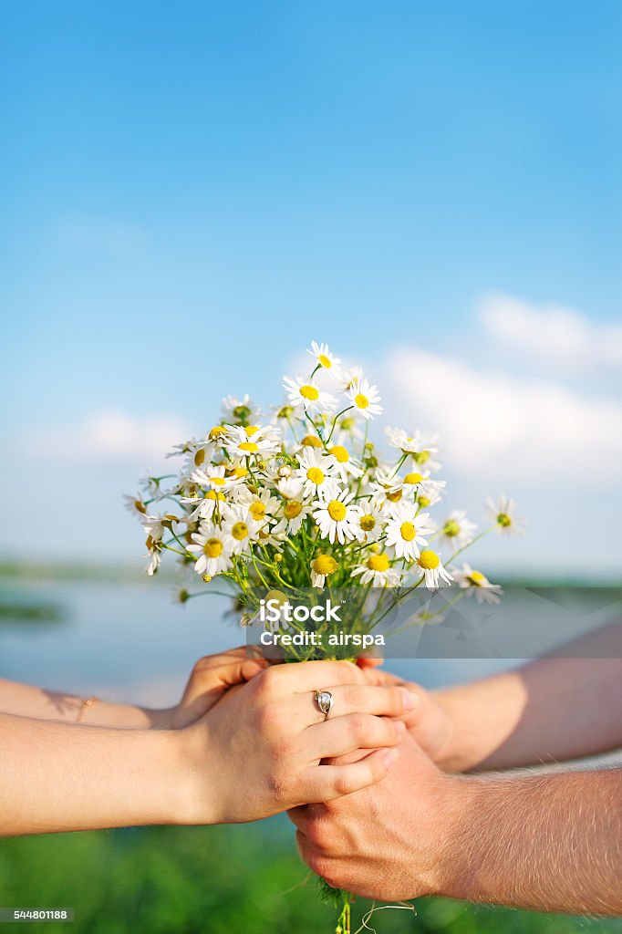 Bouquet of camomiles in hands. Bouquet of camomiles in hands at the loving couple. Adult Stock Photo