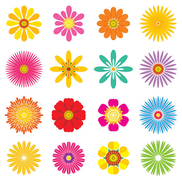 꽃 세트-일러스트 - single flower sunflower daisy isolated stock illustrations