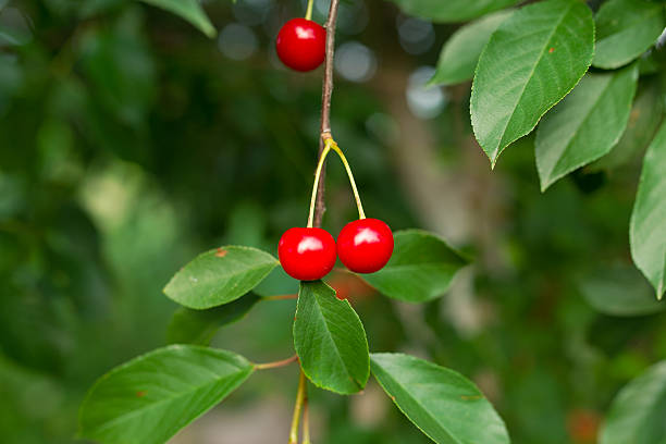 istock Cherry tree in the garden. 544801652