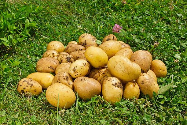 istock Organic new potatoes on green grass 544802134