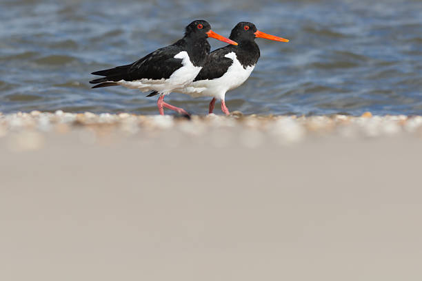 istock Oystercatchers next to each other 544802170