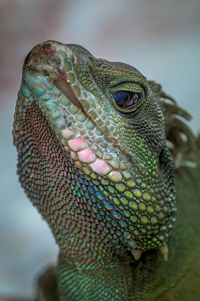 istock Giant gecko, Hanoi, Vietnam 544802838