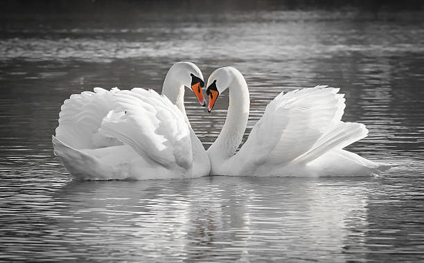 coppia di cigni romantica innamorata - cigno foto e immagini stock