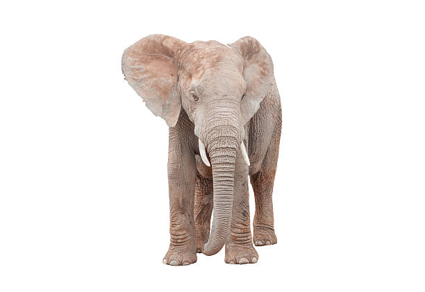 istock Female African Elephant isolated on white 544803574