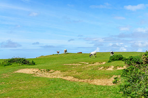 istock Young cows standing on Welsh coastal headland 544803994