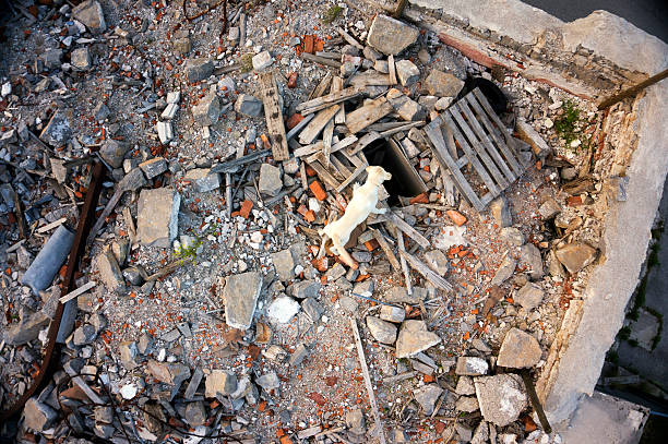 Rescue dog searching for casualties in building collapse, aerial view Rescue dog searching for casualties in building collapse, aerial view search and rescue dog photos stock pictures, royalty-free photos & images