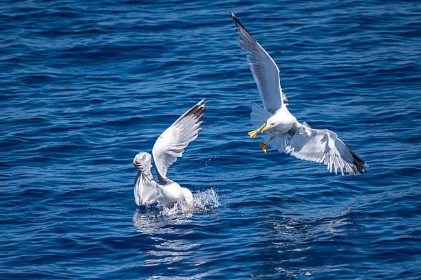 istock Seagulls fighting for fish food in Corfu, Greece 544804510