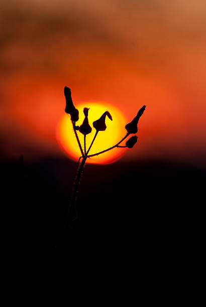 flower in sun Silhouette of flower buds against the sun. tarde stock pictures, royalty-free photos & images