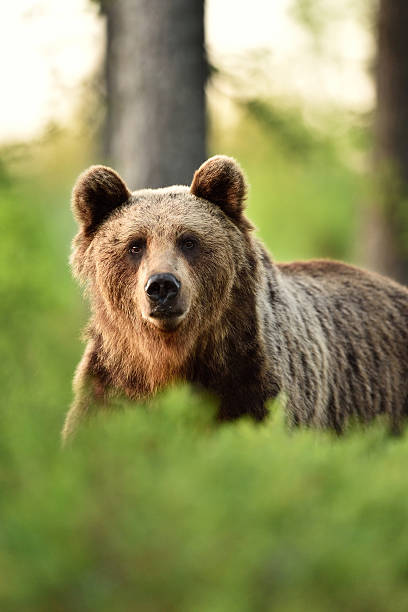 istock Brown bear portrait in forest 544805360