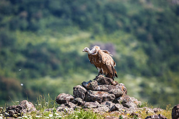 griffon vulture in a detailed portrait, standing on a rock - griffon vulture imagens e fotografias de stock