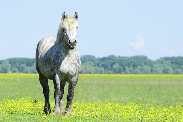 istock Horse in nature 544806154