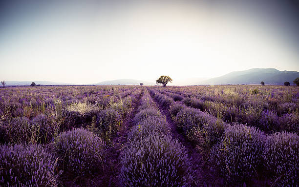 istock Lavender flower blooming fields in endless rows. Sunset shot. 544806318