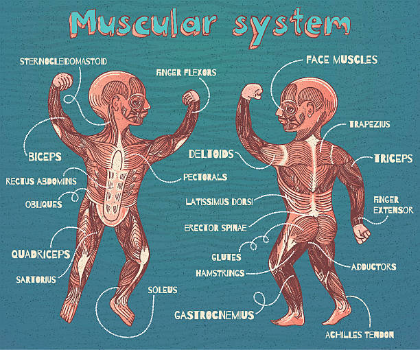 벡터 말풍선이 있는 ~의 삽화 휴머니즘 근육질의 시스템 아이들 - latissimus dorsi illustrations stock illustrations