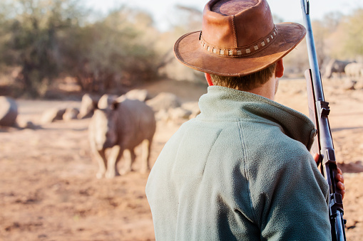 Ranger with firearm stands face to face with rhino and watches the behavior of the rhino.