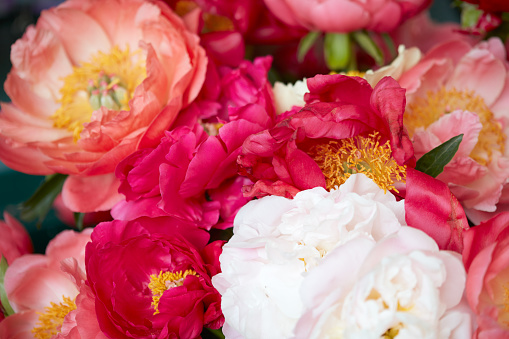 Peony flowers in red, pink and white colors background