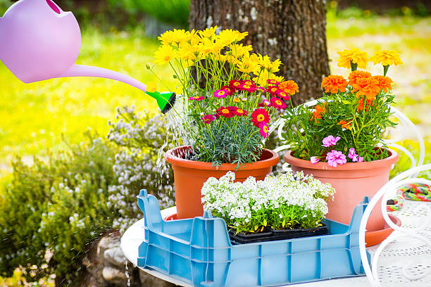 aislante de jardinería y flores de gran colorido fresco al aire libre en primavera temporada - daisy multi colored flower bed flower fotografías e imágenes de stock