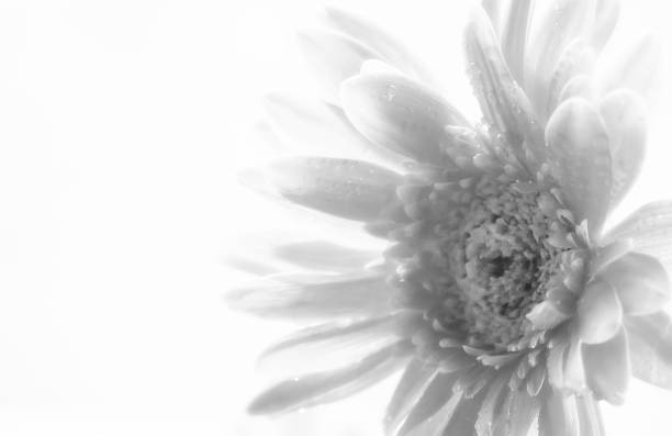 istock Haft Gerbera flower on green nature background 544809824