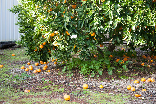 An Orange Tree with fruit on the tree and ground.