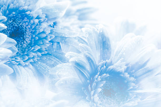 istock Haft Gerbera flower on green nature background 544809988