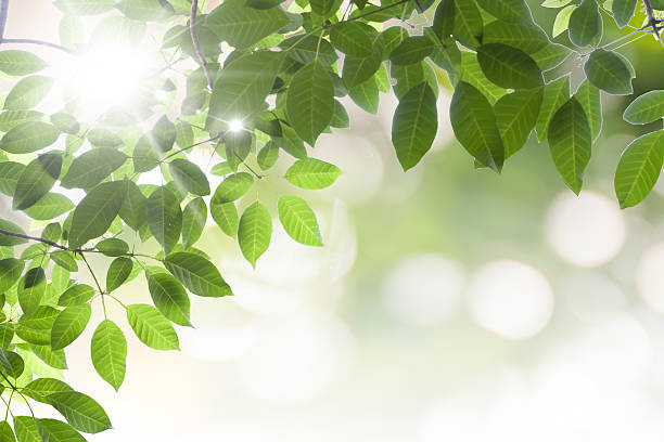 istock beauty peaceful sky with green leafs 544810098