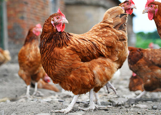 istock Chickens on traditional free range poultry farm 544810684