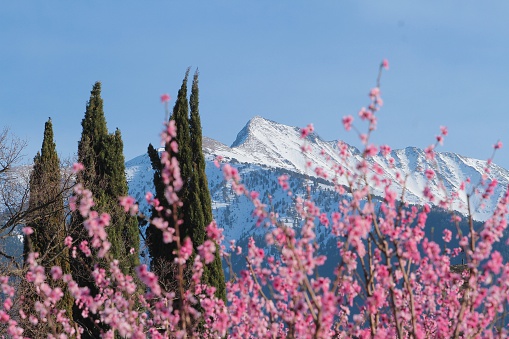 Mountains with snow and cherries flowers in spring