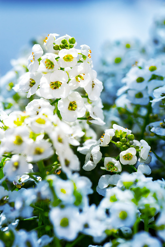Vertical composition color photography of close-up of Lobularia maritima flower, Alyssum also called Alysse Odorante, flowering plants in the family Brassicaceae, native to Europe. This is a perennial herbaceous plants. The widely cultivated species popularly known as \