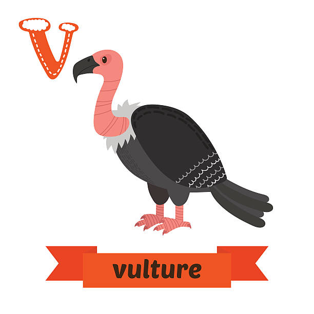 ilustrações de stock, clip art, desenhos animados e ícones de abutre. letra v. crianças bonitas alfabeto animal em vetor. divertimento - griffon vulture