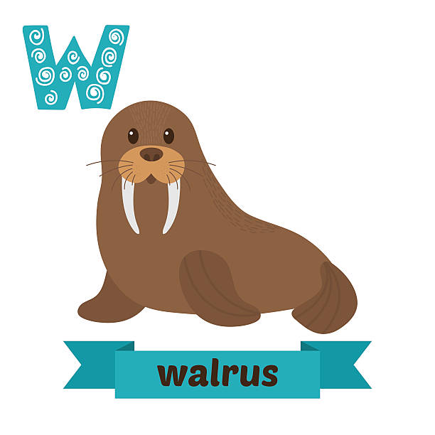 바다코끼리. w 수 있습니다. 귀여운 어린이 동물 알파벳 벡터. 재미있다 - walrus stock illustrations