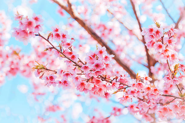 istock Abstract blurred  and soft focus Sakura flower or Cherry 544811818