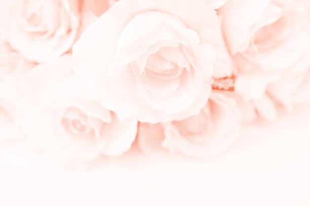 istock Abstract soft and blurred focus Rose flower on beige background 544812574