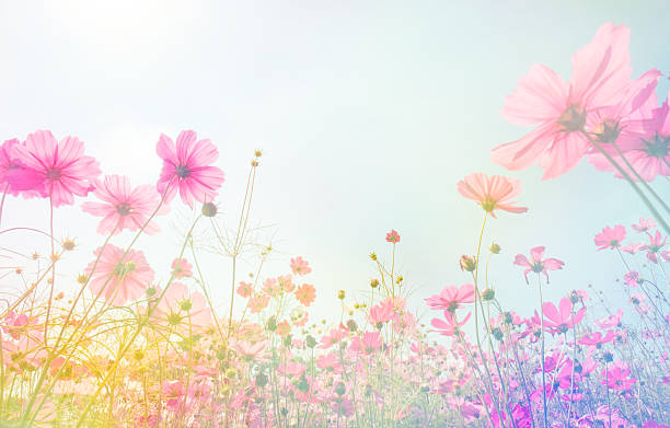Soft focus and blurred cosmos flower on mulberry texture