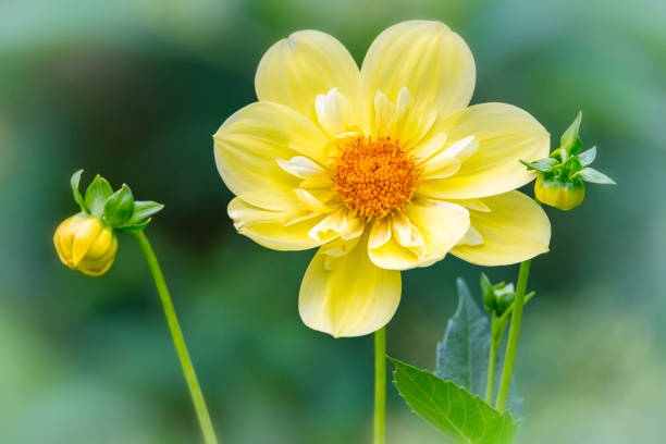 Dahlia blooming on a clear autumn day is very beautiful.