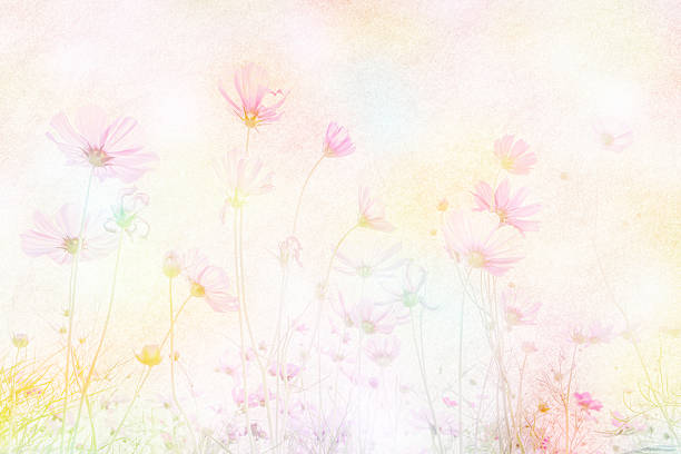 istock Soft focus and blurred cosmos flower on mulberry texture 544812918