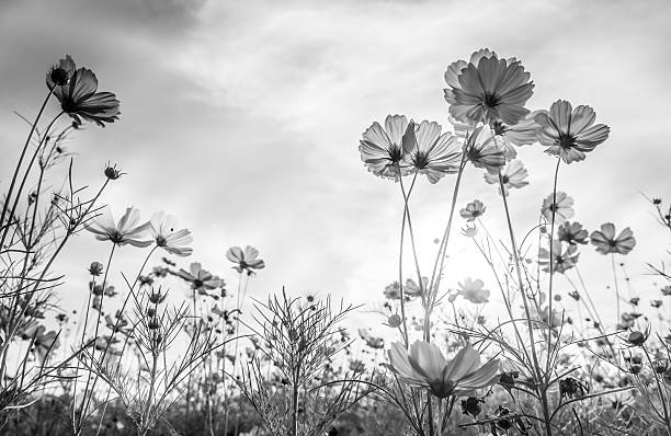 istock Soft focus and blurred cosmos flower on mulberry texture 544813100