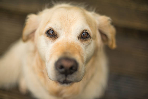 Elevated view of a Golden Retriever dog looking to camera. 