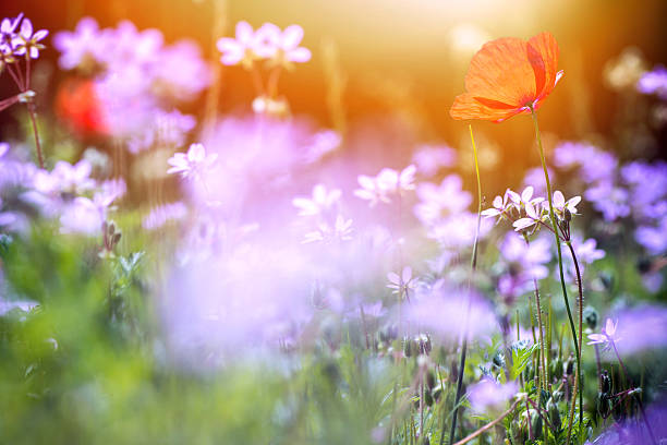 frische lila wildblumen nahaufnahme im wiese mit mohn rote blume - poppy purple flower close up stock-fotos und bilder