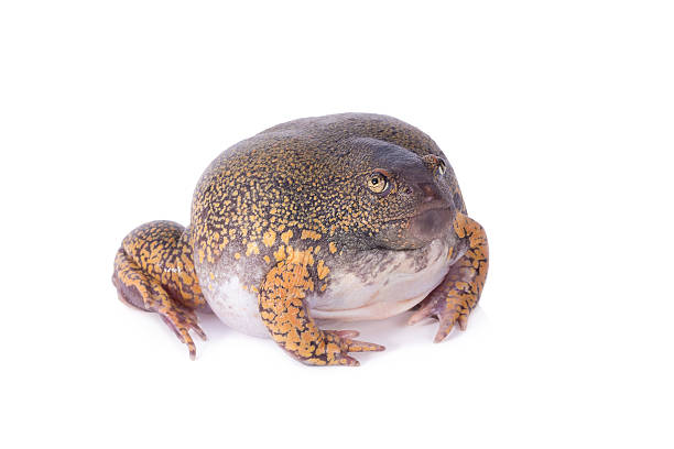 Truncate Snouted Spadefoot Frog on white background.